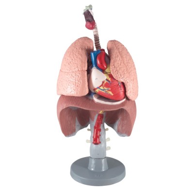 Respiratory Organs